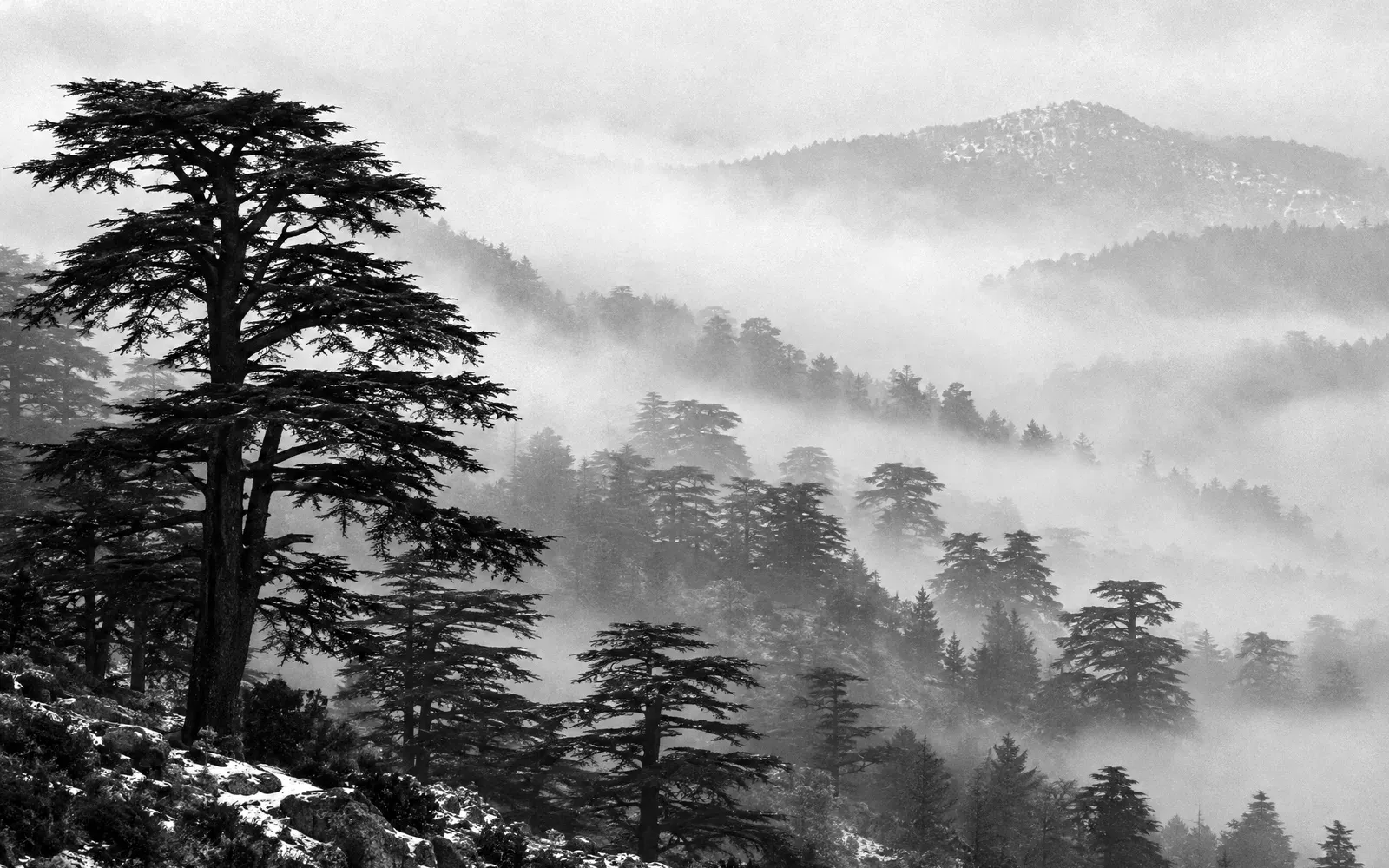 Cedar forest in mist on a mountain slope